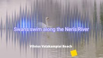 Vilnius: Swans swim along the Neris River in winter
