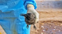 Bird Flu confirmed in Uttar Pradesh, Kanpur Zoo sealed