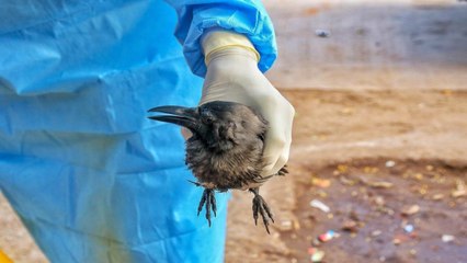 Bird Flu confirmed in Uttar Pradesh, Kanpur Zoo sealed