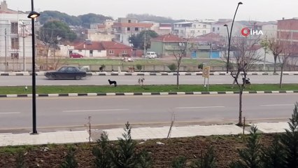 Sürücülerin sokak köpekleriyle imtihanı