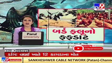 12 crows found dead in Dang, samples sent to Bhopal for testing _ Tv9News _