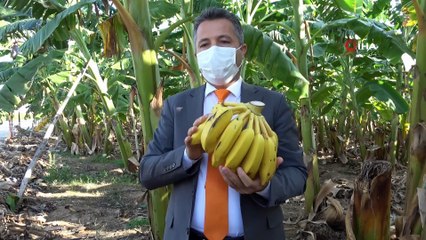 Erdemli muzu artık coğrafi işaret tescilli