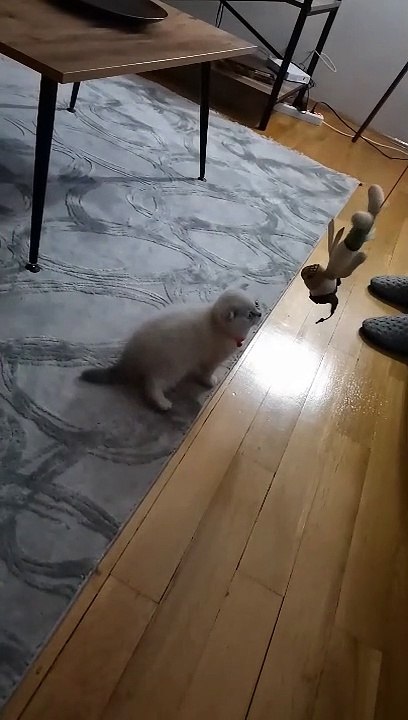 Crazy,Funny And Cute Cat