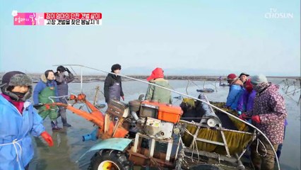 ◇완전 무장◇ 봄날지기와 함께 본격적인 김 채취 시작 TV CHOSUN 20210110 방송