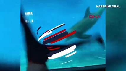 Takla atan kişiyi taklit eden yunus izleyenleri güldürdü