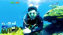 Born to be Wild: Underwater diving amid the New Normal