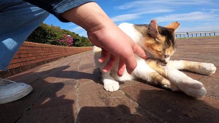 I took a video of a stray cat living in Japan.73