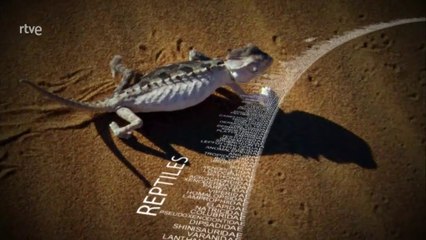 El ascenso de los animales 1/2:  El triunfo de los vertebrados  [ HD ] - Documental