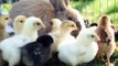 Close up newborn chickens and easter bunny in warm tone on the grass field on green background