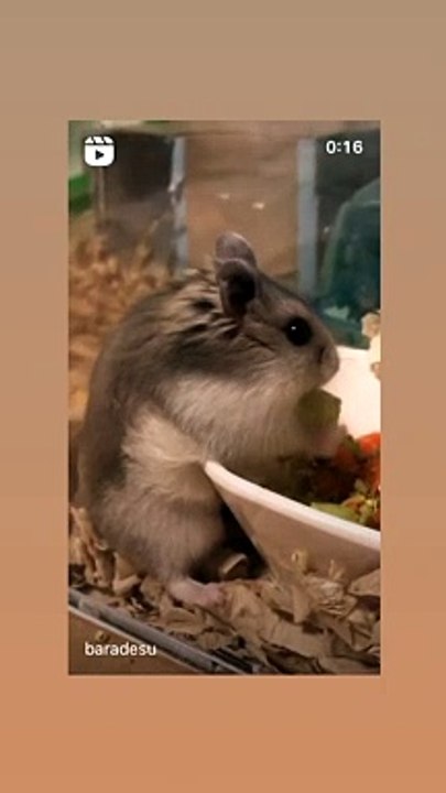 hamster