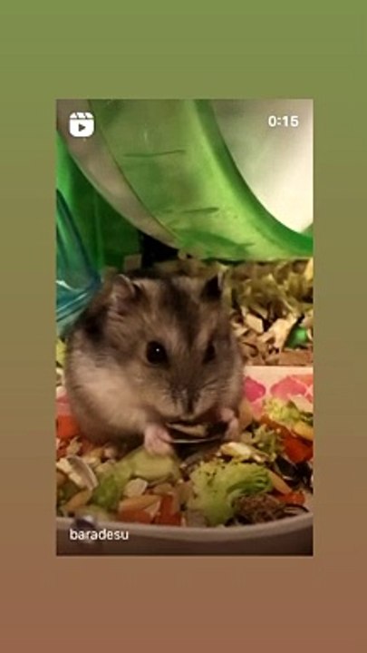 hamster