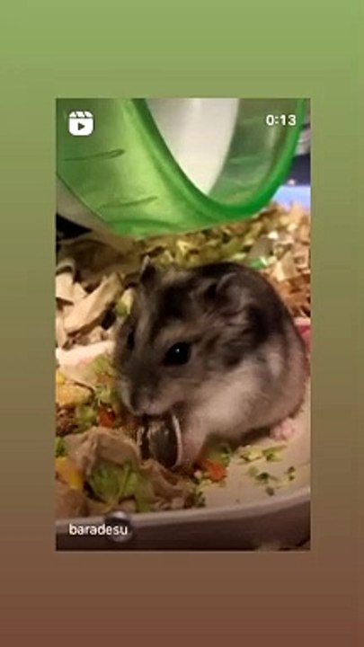 hamster
