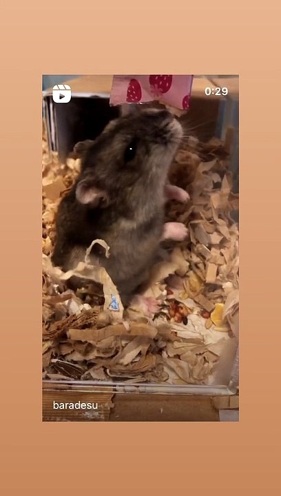 hamster
