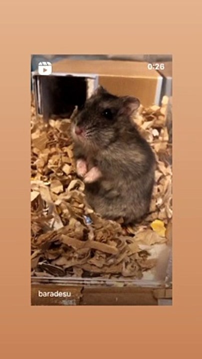 hamster