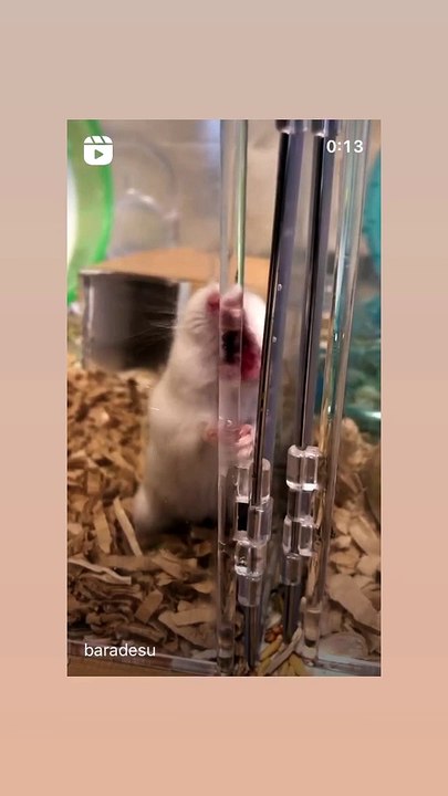 hamster
