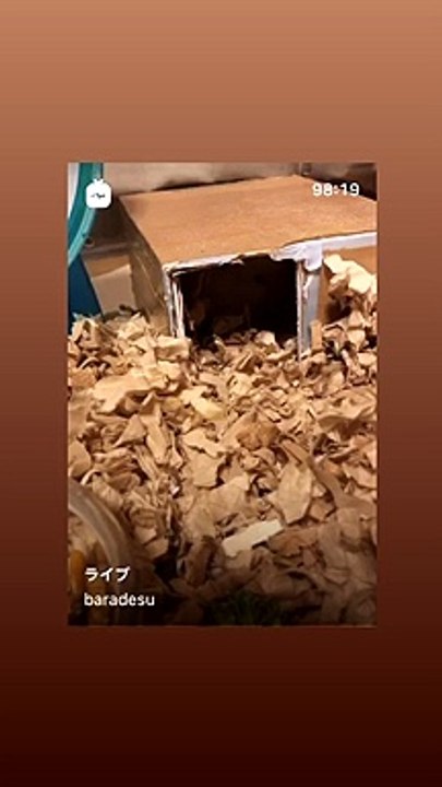 ハムスター