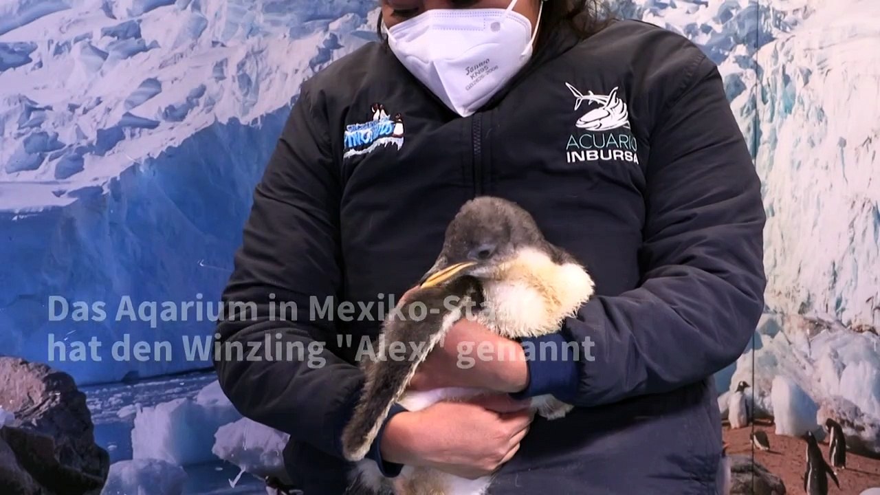 Erstmals Eselspinguin in Mexiko geboren