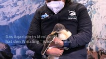 Erstmals Eselspinguin in Mexiko geboren