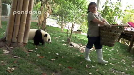 Panda cubs and nanny Mei’s war Ⅱ
