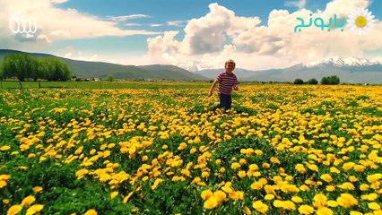 عشبة الهندباء وفوائدها الصحية