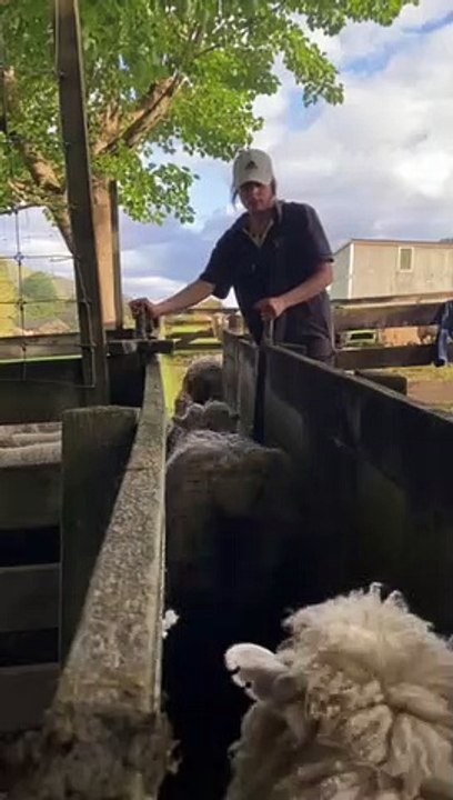 Gate Separates Lambs and Ewes Easily