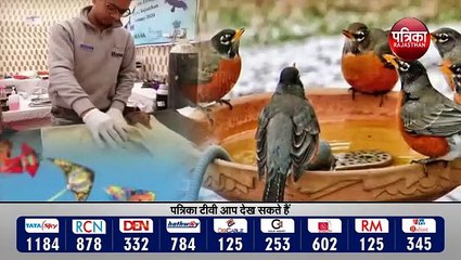 परिदों की आफत , मकर संक्रांति पर कैसे मिलेगा इलाज