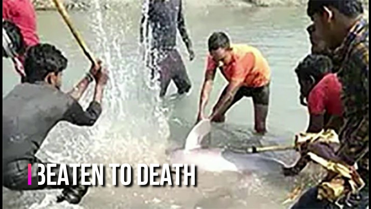 Dolphin Murder | Murder news india | Dolphin latest news