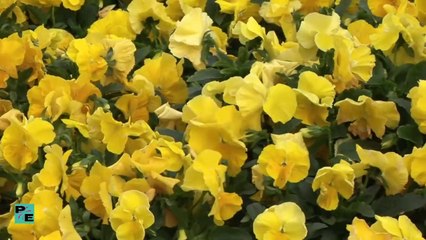 Flowers Relax Calm Positive Energy