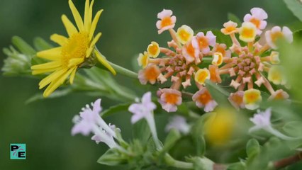 Gardens Relax Calm Positive Energy