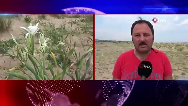 Kum zambağını koparana 48 bin lira ceza kesiliyor