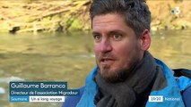 Environnement : les saumons migrateurs de retour dans les Pyrénées-Atlantiques