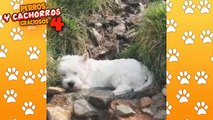 RECOPILACION PERROS Y GATOS GRACIOSOS #1 - VIDEOS DE ANIMALES GRACIOSOS 2021 / 2020