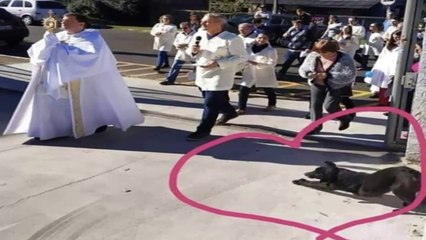 Milagro Perro se postra cuando el Santísimo Sacramento pasa en Procesión