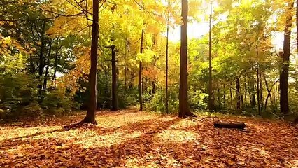 Jeena Jeena cover by Rushikesh Shinde