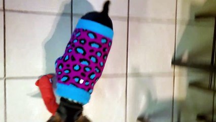 Minpin dog Chichi doesn't let go of her toy