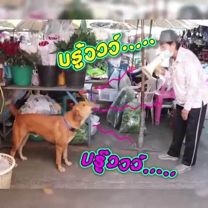 ลูกคู่ 4ขา หอนตามโทรโข่ง แจ้งเตือนใส่หน้ากาก-ล้างมือในตลาด