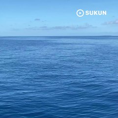 Dolphin sighting in Maldives