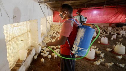 Deadly bird flu virus confirmed in Delhi and Maharashtra