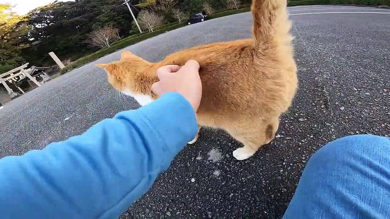 I took a video of a stray cat living in Japan.78