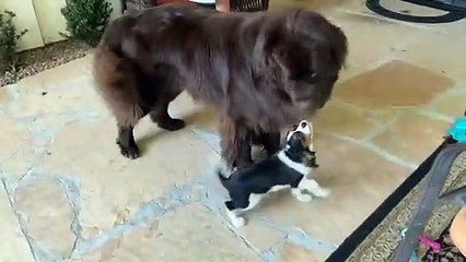 Giant Newfoundland and tiny Cavalier Spaniel puppy are the best of friends 2021