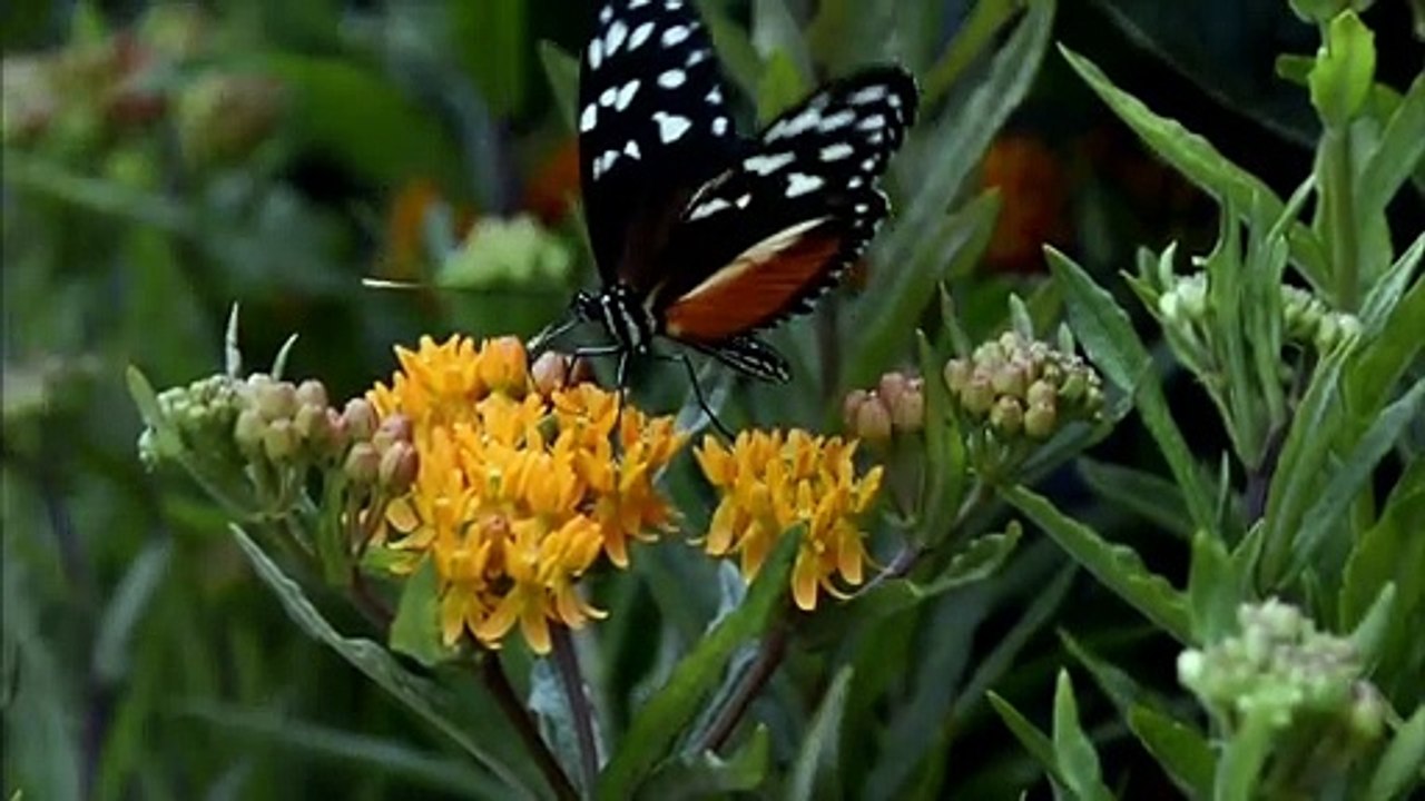 सच हम नहीं सच तुम नहीं सच है महज संघर्ष हीं....in Full HD 1080P