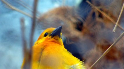 Taveta_Weaver_CloseUp