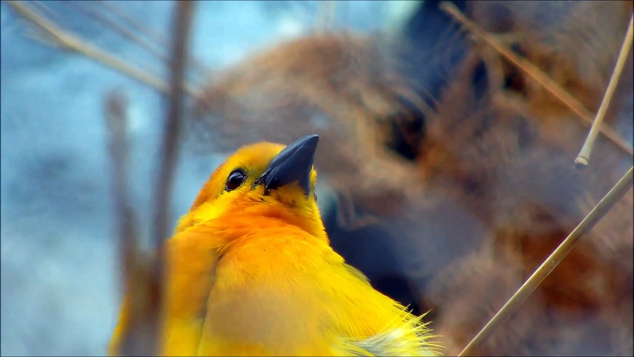 Taveta_Weaver_CloseUp