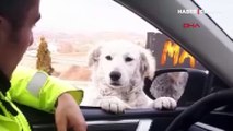 Sokak köpeğinden trafik polisine denetim