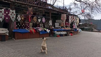 - Köpeklerin drone ile imtihanı