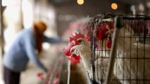 Delhi confirms bird flu cases; AAP govt bans import of packaged chicken