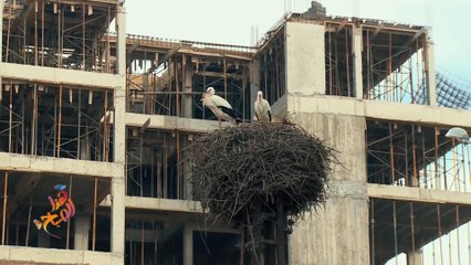 حالة عشق بين طيور اللقلق ومدينة القنيطرة المغربية