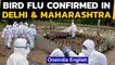 Bird Flu confirmed in 8 states and 1 UT: Delhi and Maharashtra confirm Avian Flu| Oneindia News