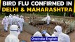 Bird Flu confirmed in 8 states and 1 UT: Delhi and Maharashtra confirm Avian Flu| Oneindia News