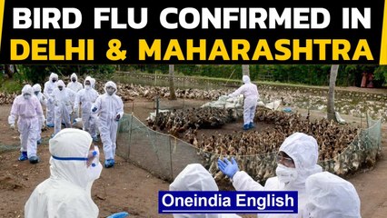 Télécharger la video: Bird Flu confirmed in 8 states and 1 UT: Delhi and Maharashtra confirm Avian Flu| Oneindia News